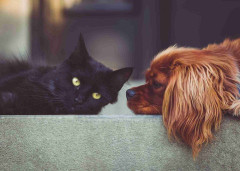 ペットの名前ランキング発表 犬・猫ともに1位は同じ名前に 犬は6年連続、猫は昨年3位が返り咲き