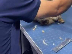 ネコ「うむ、くるしゅうない…」