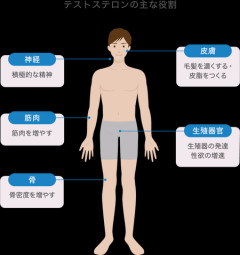 女さんにテストステロンを投与した結果WWWWWWWWWWWWWWWWWWWWWWWWWWW