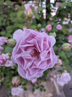 花が咲いてました