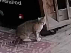 【アニキ】 うちのネコが野良猫に追われて家の中に逃げ込んだ。出てこいや～！… あ  → こんなのが出てきました…