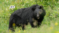 【岩手】クマに襲われたか　自宅周辺の沢で男性の遺体　遺体の近くでクマ目撃