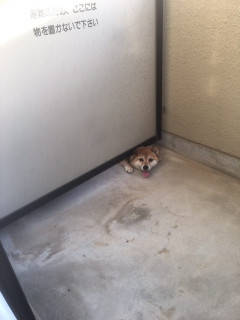 【画像】隣家の犬、レベチｗｗｗｗｗｗｗｗｗｗｗｗｗｗｗｗｗｗｗｗｗｗｗｗ