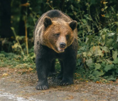 東京民さん、クマに上半身を食われた状態で発見されてしまう...