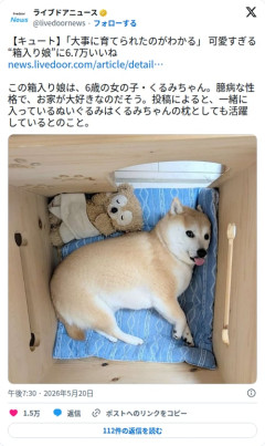 【画像】柴犬くるみちゃん、箱の中でぬいぐるみを枕にくつろいでしまう