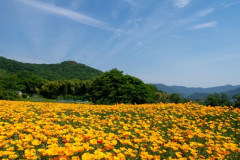 いい天気だから蜂🐝の写真を撮る（※画像あり）