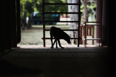 【独自】栃木強盗殺人　実行役の少年ら被害者の犬も殺したか　吠えられるのを警戒し侵入直後に　動物愛護法違反容疑でも追及へ