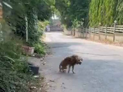 汚れた病気の老犬が保護された。ワシと一緒に暮らすかい？ → 老人が引き取ってしばらく経ったら…