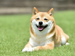 NISA民「犬飼う費用をNISAに回していれば15年後には700万円になるのに...」