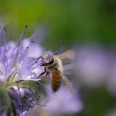 【画像】いい天気だから蜂の写真を撮ったった