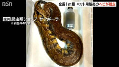 【新潟】上越市のホームセンターから全長1m超のヘビが脱走　毒は無いがかみつかれる恐れ