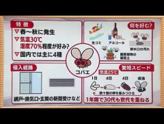 みなさんのコバエ対策をおしえてくだたい