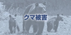 タケノコ採り中にクマと遭遇、ノコギリで追い払うも転倒して骨折…宮城・大崎の７０代女性