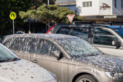 「鳥フン爆弾」に狙われやすい車の色、これだった・・・