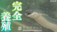 韓国人「日本が世界初の『完全養殖ウナギ』の一般商業販売開始！2050年までに市場のウナギを100%人工にする‥」→「これはノーベル賞ものの快挙だろ」