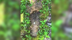 謎の巨大生物「ビッグフット」、米オハイオ州で目撃情報キタ━━━━(゚∀゚)━━━━!!
