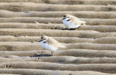 【爆笑】ワイの県鳥が最強すぎて誰も勝てないｗｗｗｗｗｗｗｗｗｗ