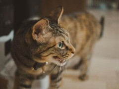 【悲報】ぼくのバイク、猫ちゃんに襲われる