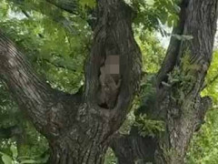 木の幹に大きなウロが空いていた。中にフクロウがいるぞ！ → 違いました…