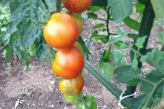 家庭菜園始めるで先輩おったらアドバイスしてくれや