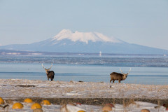 この夏「北海道」行くわｗｗ