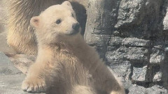 【画像】赤ちゃんシロクマさん、完全にぬいぐるみと化してしまう
