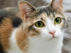 【衝撃】猫、寿命が倍になる新薬が年内実用化へ