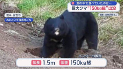 岩手で“150キロ級”巨大ツキノワグマが出没