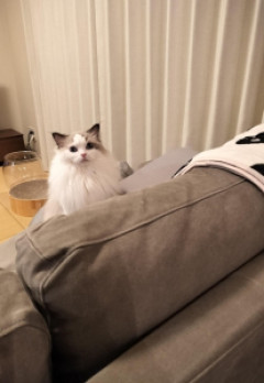 最近もこもこしてきた
