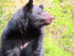 クマに襲われた男性が開発した「撃退用ポール」 注文殺到ｗｗｗ