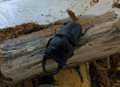 飼育してるオオクワガタようやくサナギになる