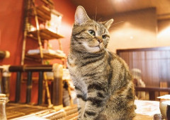 【画像】不器用ワイがネコの爪を切った結果ｗｗｗｗｗｗｗｗｗｗ