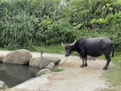 【悲報】トランプそっくりのアルビノ水牛の『末路』がヤバすぎる・・・・