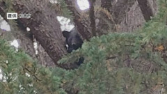 【長野】「クマが目の前にいるなんて」　「結構大きくて太ってた」　その後公園の木の上に居座り麻酔銃で捕獲、駆除