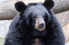 民家飼いネコ、クマに食べられたか　住宅の敷地内でネコが連れ去られて死骸が見つかる