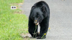【岩手】大槌町でネコがクマに食べられる被害