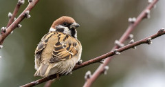 【悲報】すずめとかいう激可愛鳥、ガチで絶滅危惧種並に減るスピードが早いらしい…