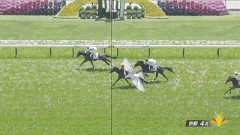 【競馬】 京都4Rの写真判定に鳩が乱入！ クビ差の4着ｗｗｗｗ