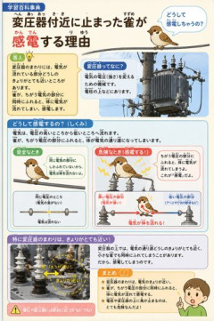 【困惑】鳥さんは電線に止まってるのに何で感電して焼き鳥にならないのか・・・・・・・・・