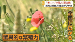 【注意】素手で触ると手が爛れる「ポピーに似たオレンジの花」が全国で拡大中０