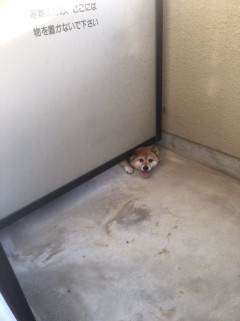 【画像】隣家の犬、レベチｗｗｗｗｗｗｗｗｗｗｗｗｗｗｗｗｗｗｗｗｗｗｗｗ