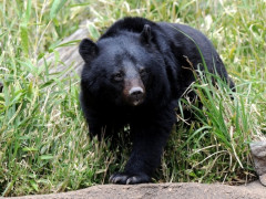 ウチの周りにクマが出たっぽい