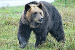 【速報】クマの『人間を狩り』始まる