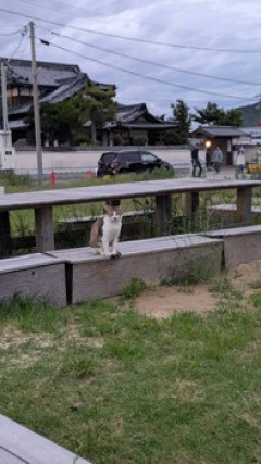 猫がいたよ（※画像あり）