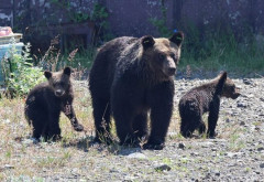 【宮古市議】現役のマタギが実感するクマの変化「人間を獲物とみなす個体が増えている」　真っ先に狙われるのは“高齢者や女性、子供”