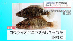 【速報】超絶ブスな朝鮮半島原産の肉食性外来魚「コウライオヤニラミ」宮崎県でも発見 県内全域放流禁止、朝鮮狩りへ