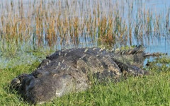 アメリカ人「お前らの国でバズった動物を紹介してほしい！」
