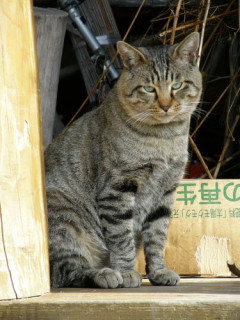【困惑】野良猫に餌あげるのは違反なのか？