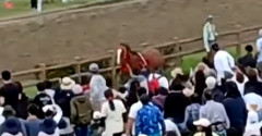 福島「相馬野馬追」甲冑競馬で馬が場外へ、客ら6人けが（動画あり）
