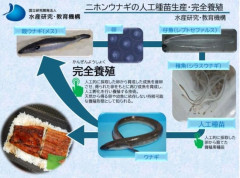 韓国人「日本の高市首相がSNSで『口の中でとろけた』と大絶賛した世界初の完全養殖ウナギがこちら」→「国家トップが宣伝するほどの技術力‥」